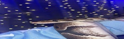 Python Snake reptiles for sale: Royal python for sale  - Advert 2