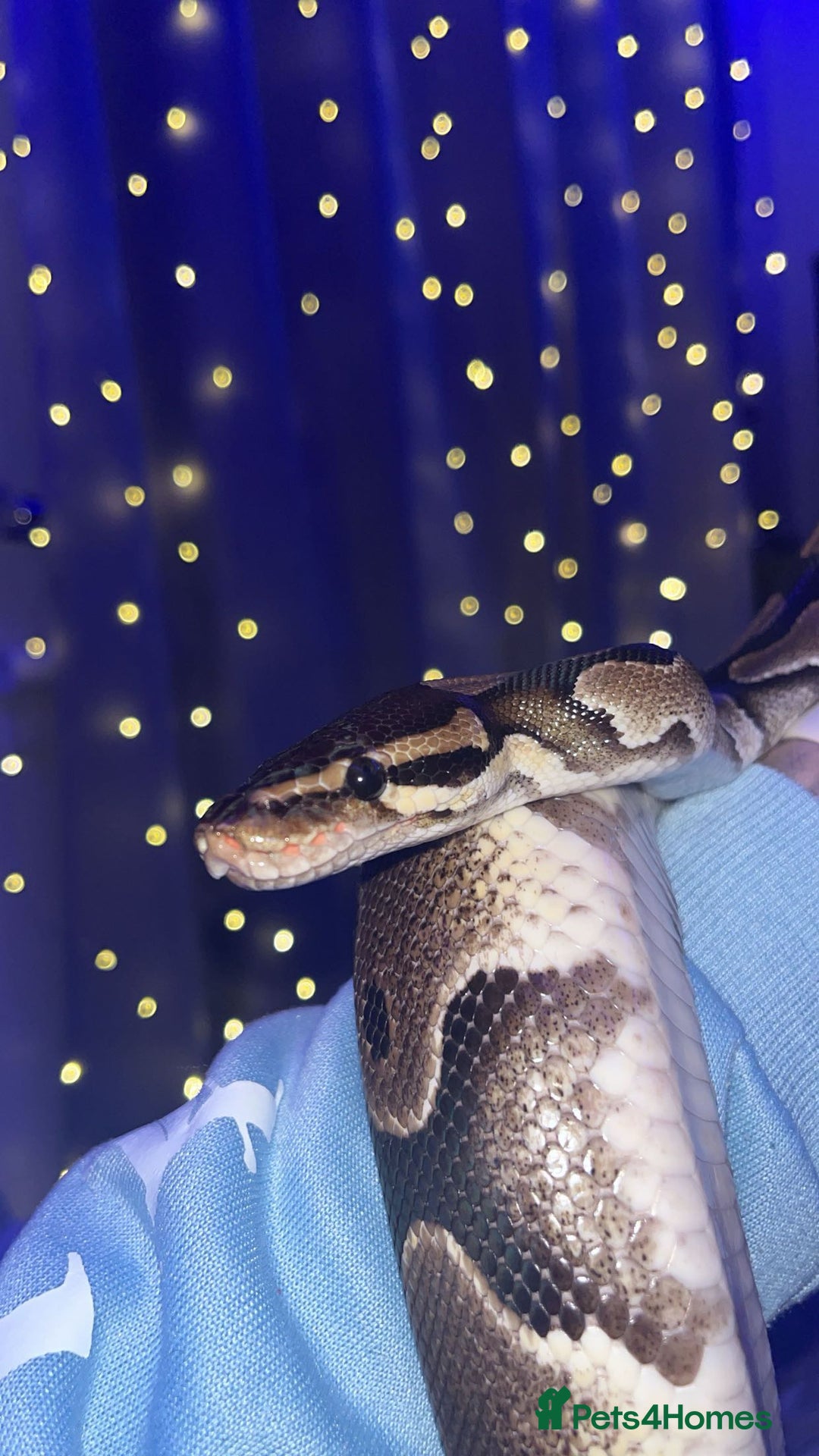 Python Snake reptiles for sale: Royal python for sale  - Advert 2