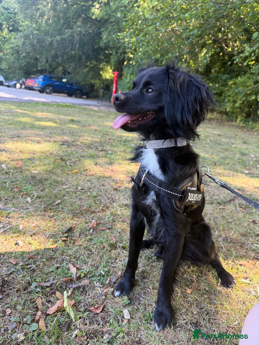 Mixed Breed dogs for sale: Woody (chug x spaniel) in Hull - Advert 2