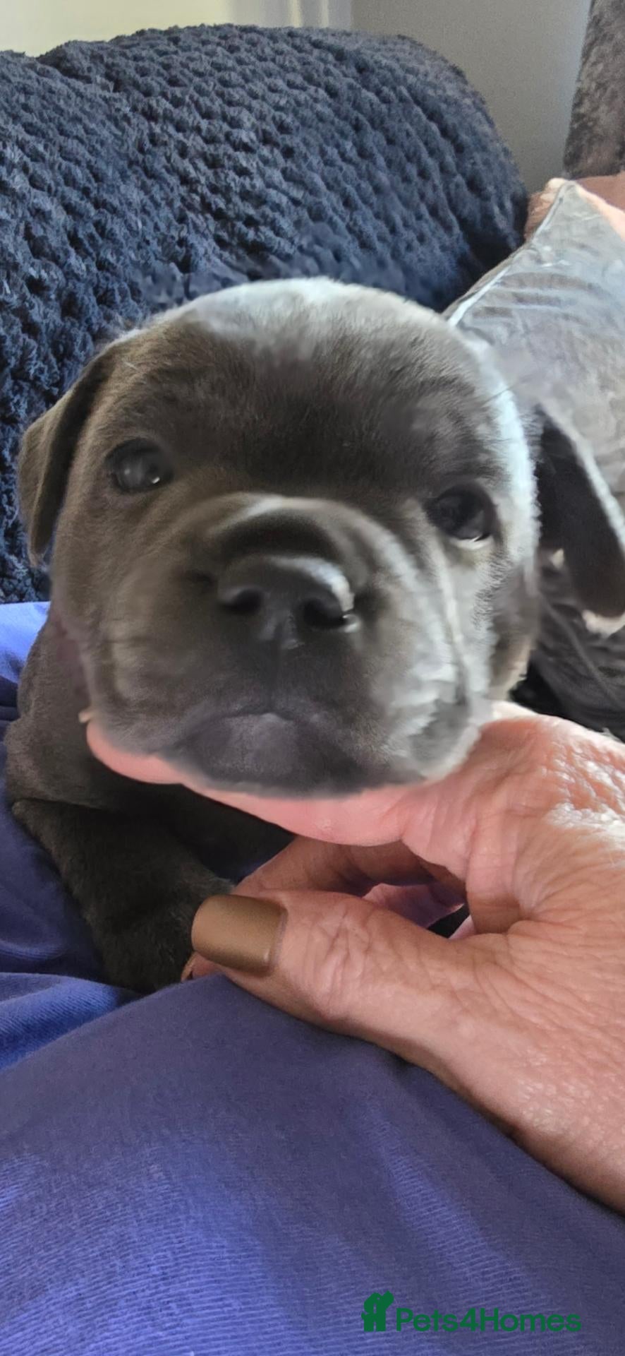 Staffordshire Bull Terrier dogs Blue Staffy Puppies 💓 LAST GIRL Available  - Advert 2