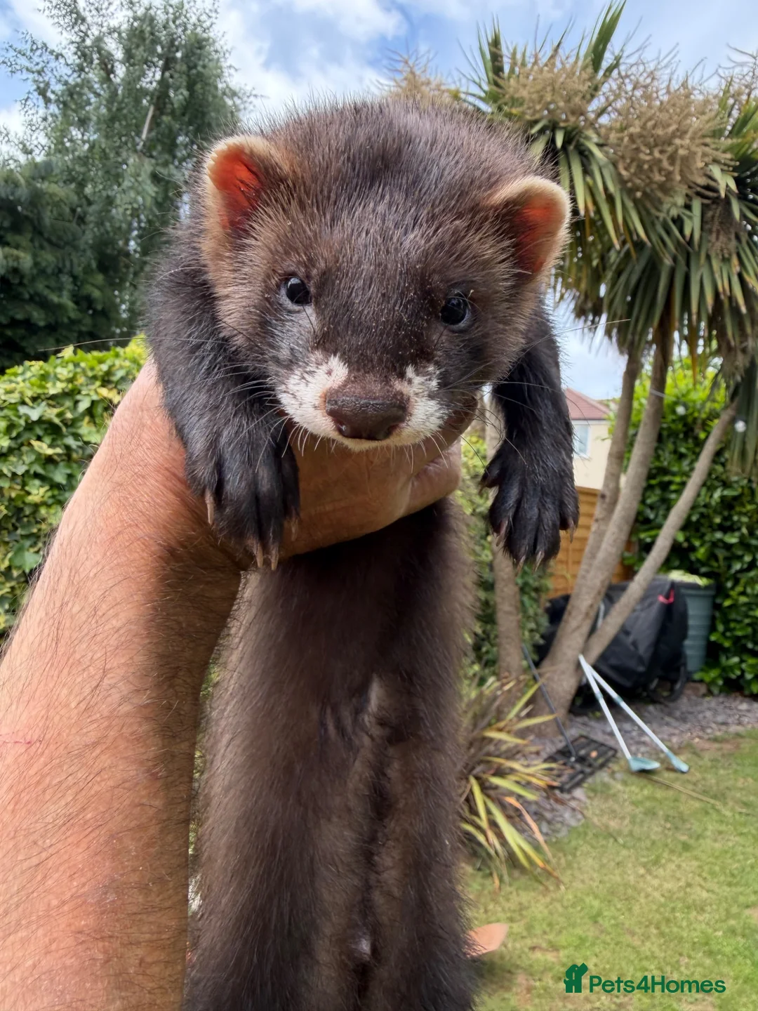 Ferret rodents for sale: Hob Sable black ferret 13 weeks old - Advert 1