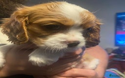 Cavalier King Charles Spaniel dogs for sale: Cavalier King Charles Spaniel Puppies - Image 15