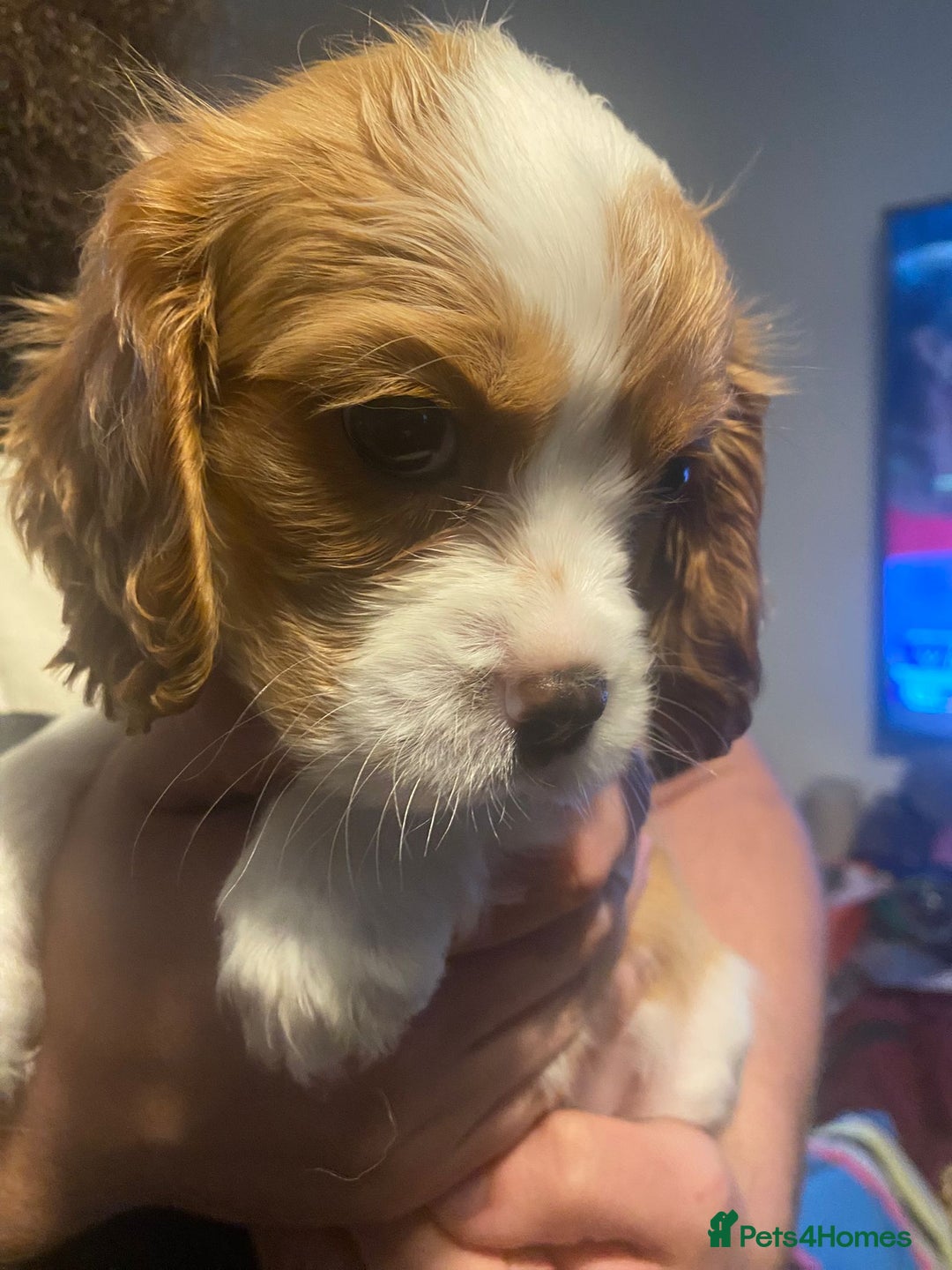 Cavalier King Charles Spaniel dogs for sale: Cavalier King Charles Spaniel Puppies - Image 15