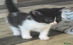 Domestic Shorthair cats for sale: 2 kitten looking for homes  - Image 3