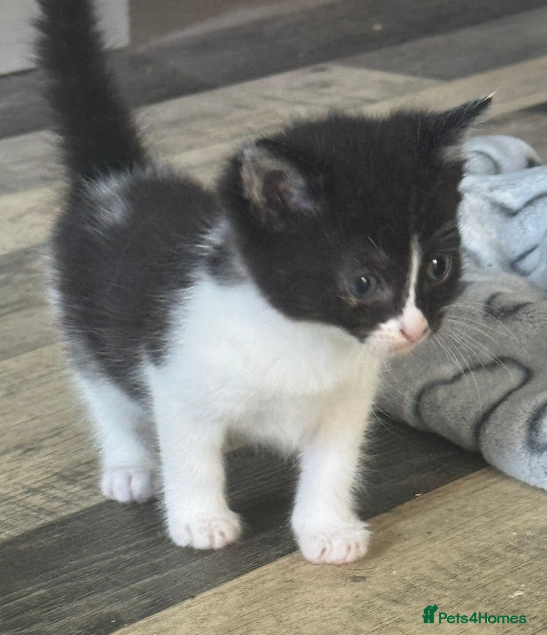 Domestic Shorthair cats for sale: 2 kitten looking for homes  - Image 3