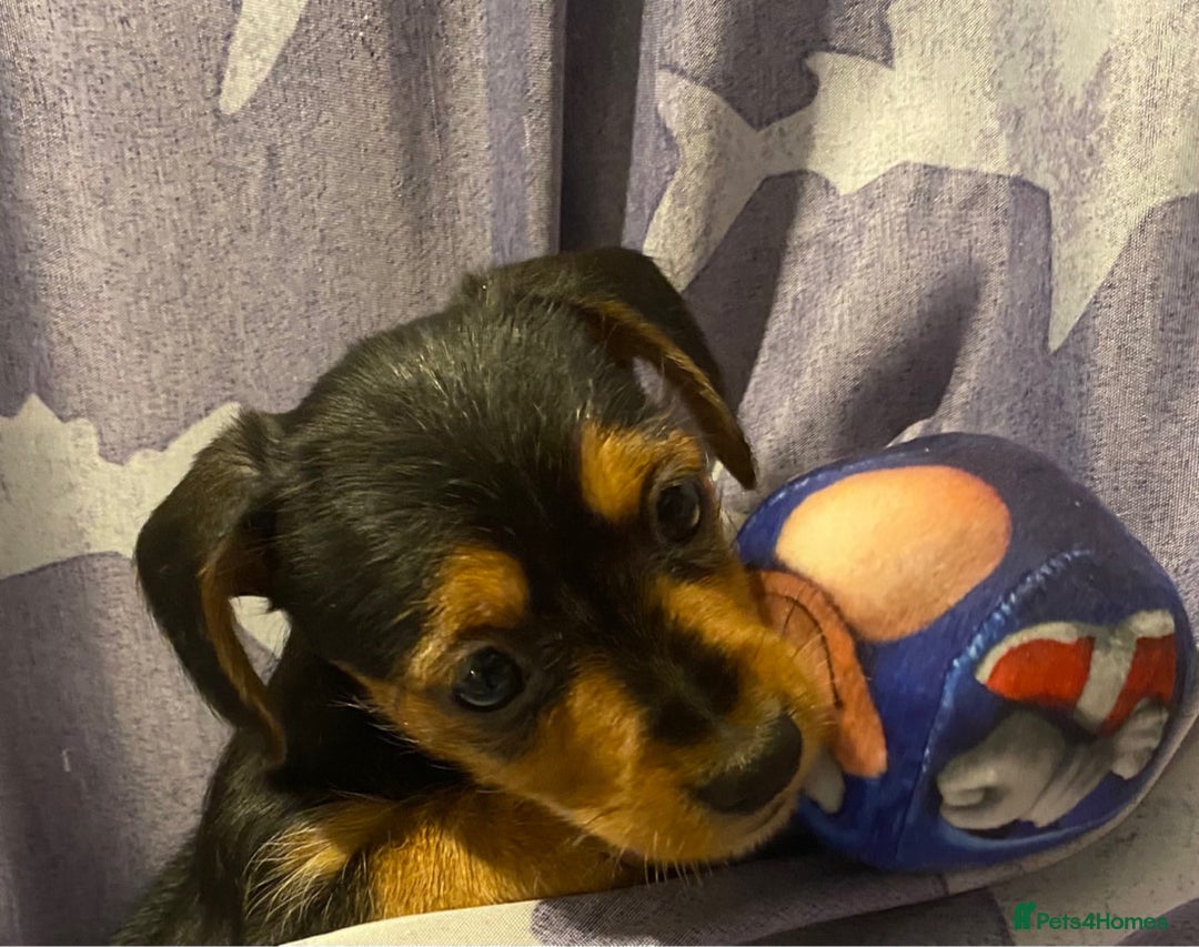 Mixed Breed dogs for sale: Miniature dorkies - Image 3