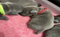 Staffordshire Bull Terrier dogs for sale: BEAUTIFUL BLUE STAFFY PUPPYS FOR SALE!!! - Image 6