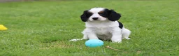 Cavapoo dogs for sale: Beautiful Cavapoo puppies for sale - Advert 28