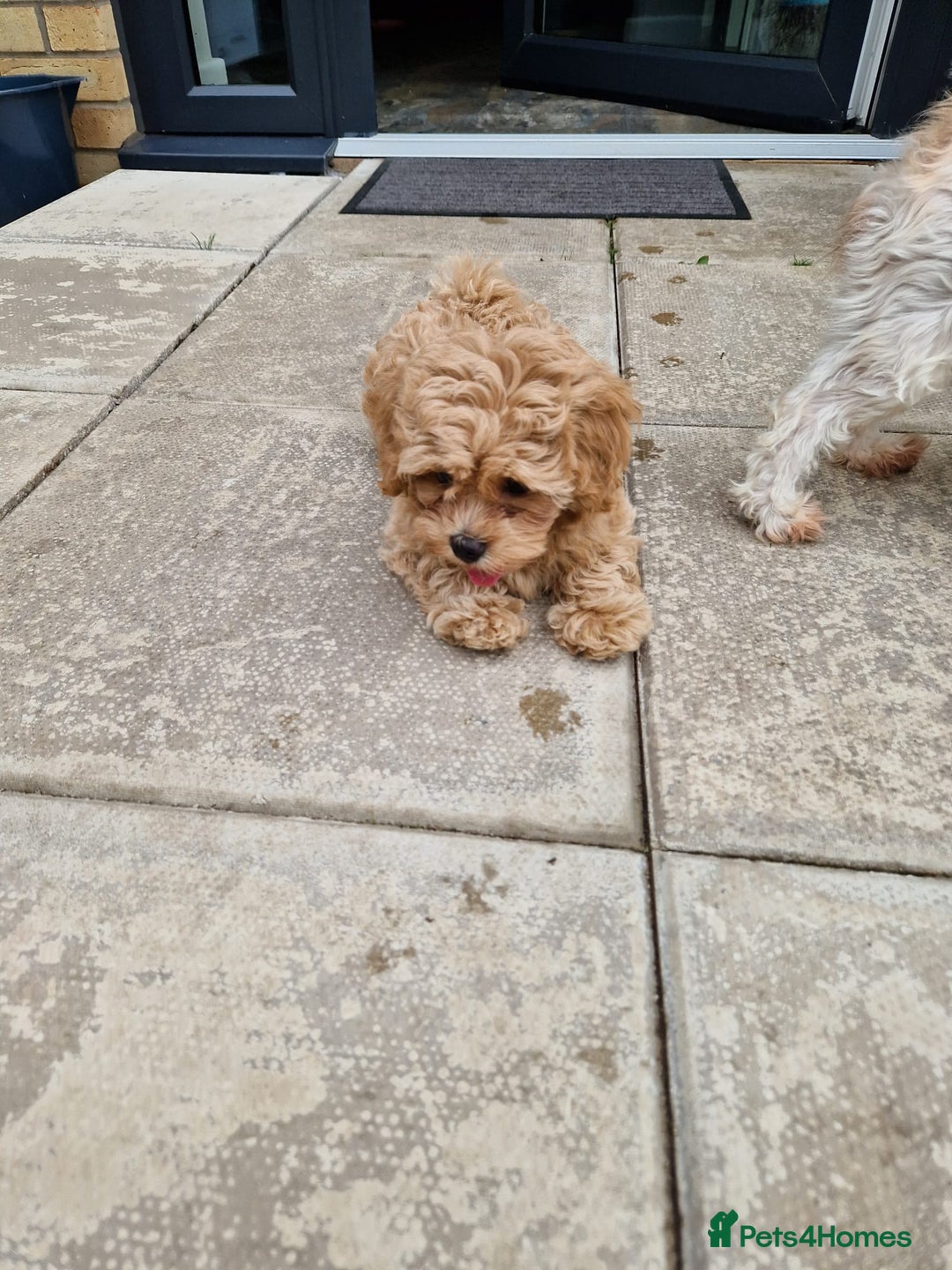 Maltipoo dogs for sale: Absolutely gorgeous maltipoo puppies  - Image 8