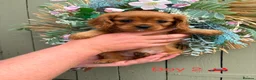 Cavapoo dogs for sale: Stunning litter of Cavapoos  - Advert 4