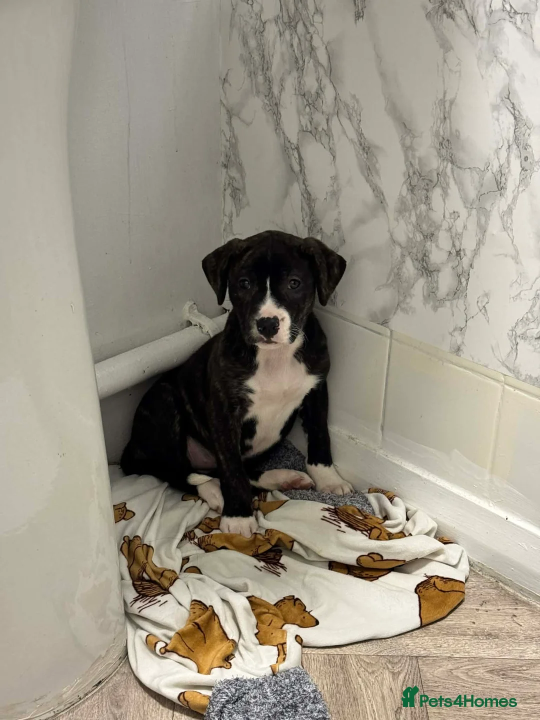 Staffordshire Bull Terrier dogs for sale: One brindle Female pup in Stoke-on-Trent - Advert 4