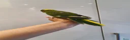 Parakeets birds for sale: Handreared baby Kakariki for sale  - Advert 9