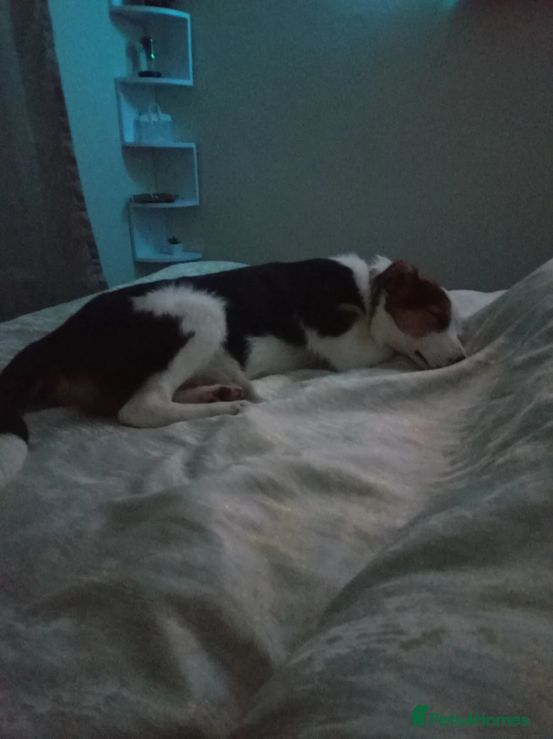 Border Collie dogs for sale: Male border Collie - Advert 1