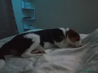 Border Collie dogs Male border Collie - Advert 1