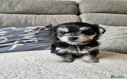 Morkie dogs for sale: 🐶 Adorable Morkie Puppies 🐶 - Image 21