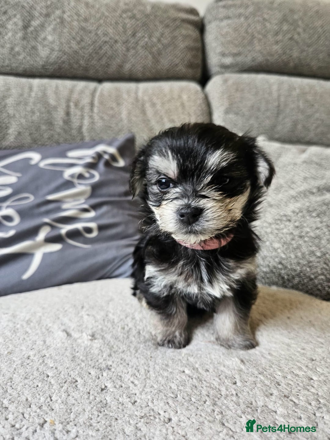 Morkie dogs for sale: 🐶 Adorable Morkie Puppies 🐶 - Image 21