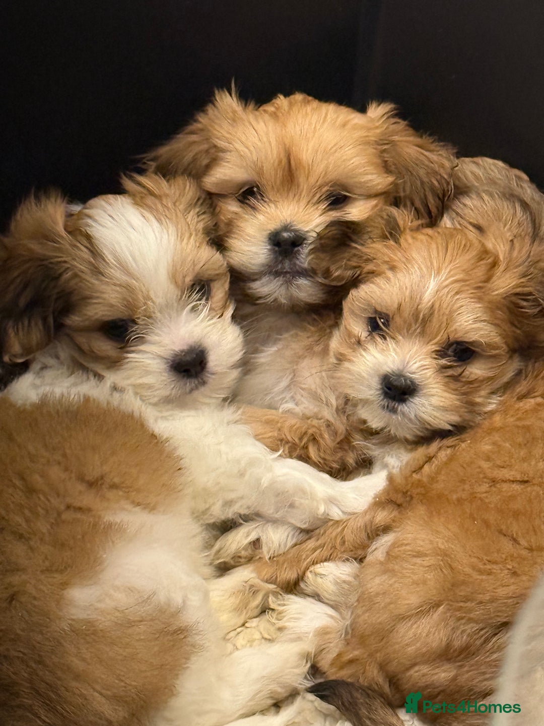 Lhasa Apso dogs for sale: Beautiful Lhasa apso pups - Advert 2