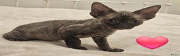 Devon Rex cats for sale: Dashing Devons - Advert 5