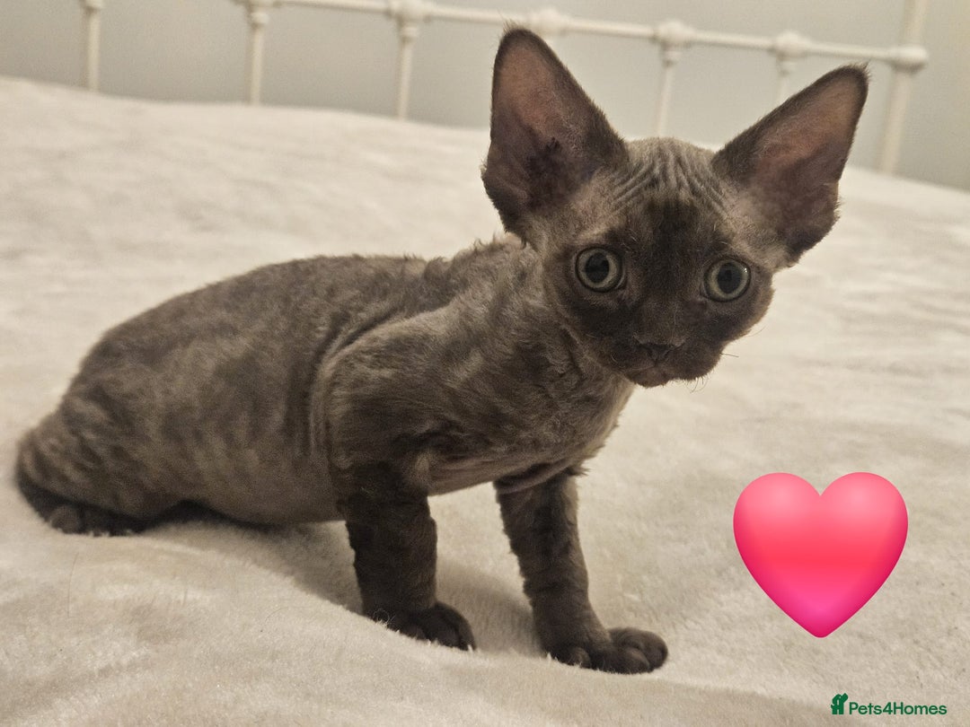 Devon Rex cats for sale: Dashing Devons - Advert 5