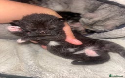 Scottish Fold cats for sale: Scottish Straight Kittens  - Image 11