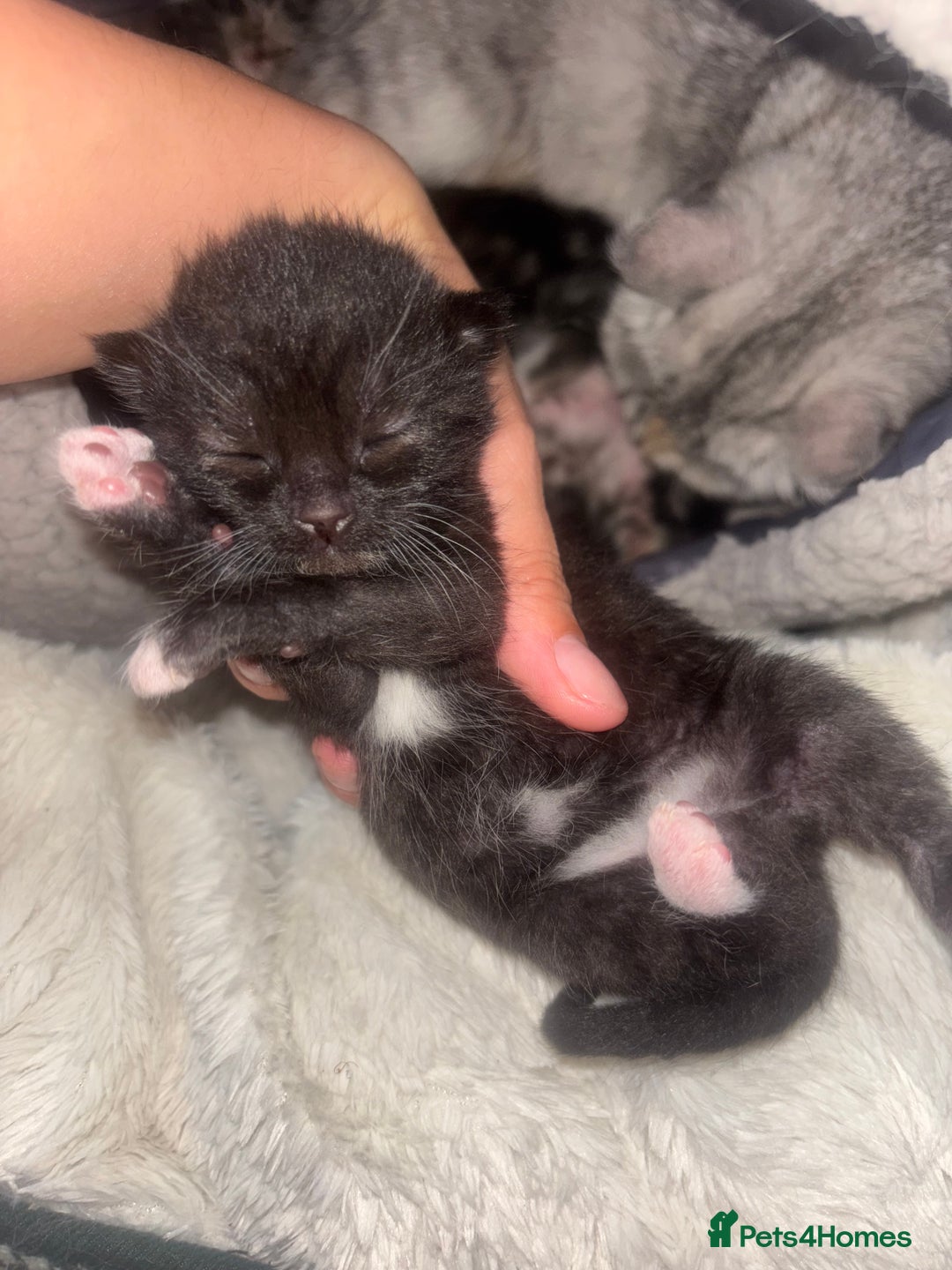 Scottish Fold cats for sale: Scottish Straight Kittens  - Image 11