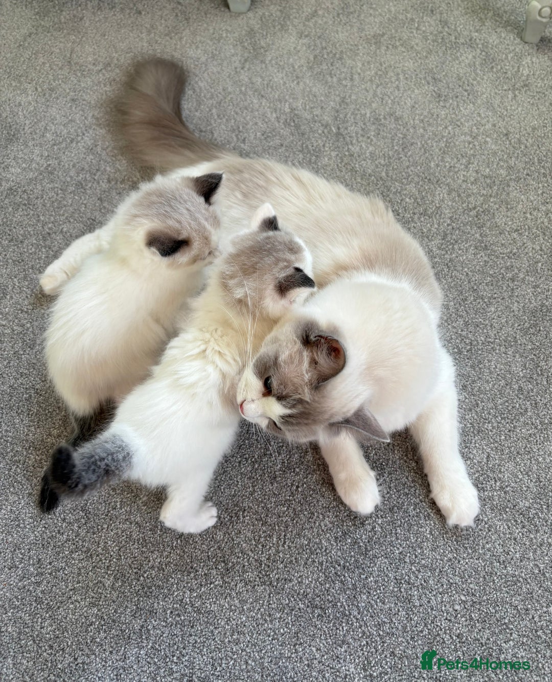 Ragdoll cats for sale: TICA Pedigree Bicolour Ragdoll kittens - Advert 4