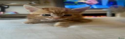 Mixed Breed cats for sale: Handsome 8 week old little boy - Advert 8