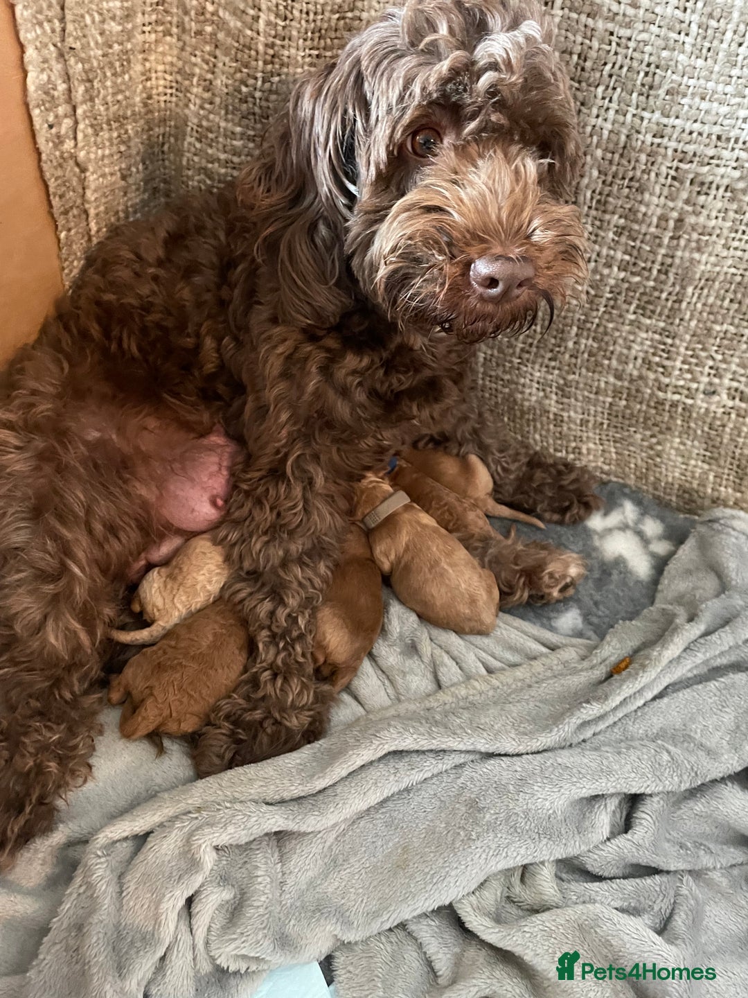 Cockapoo dogs for sale: Cockapoo puppies x5 - Advert 8