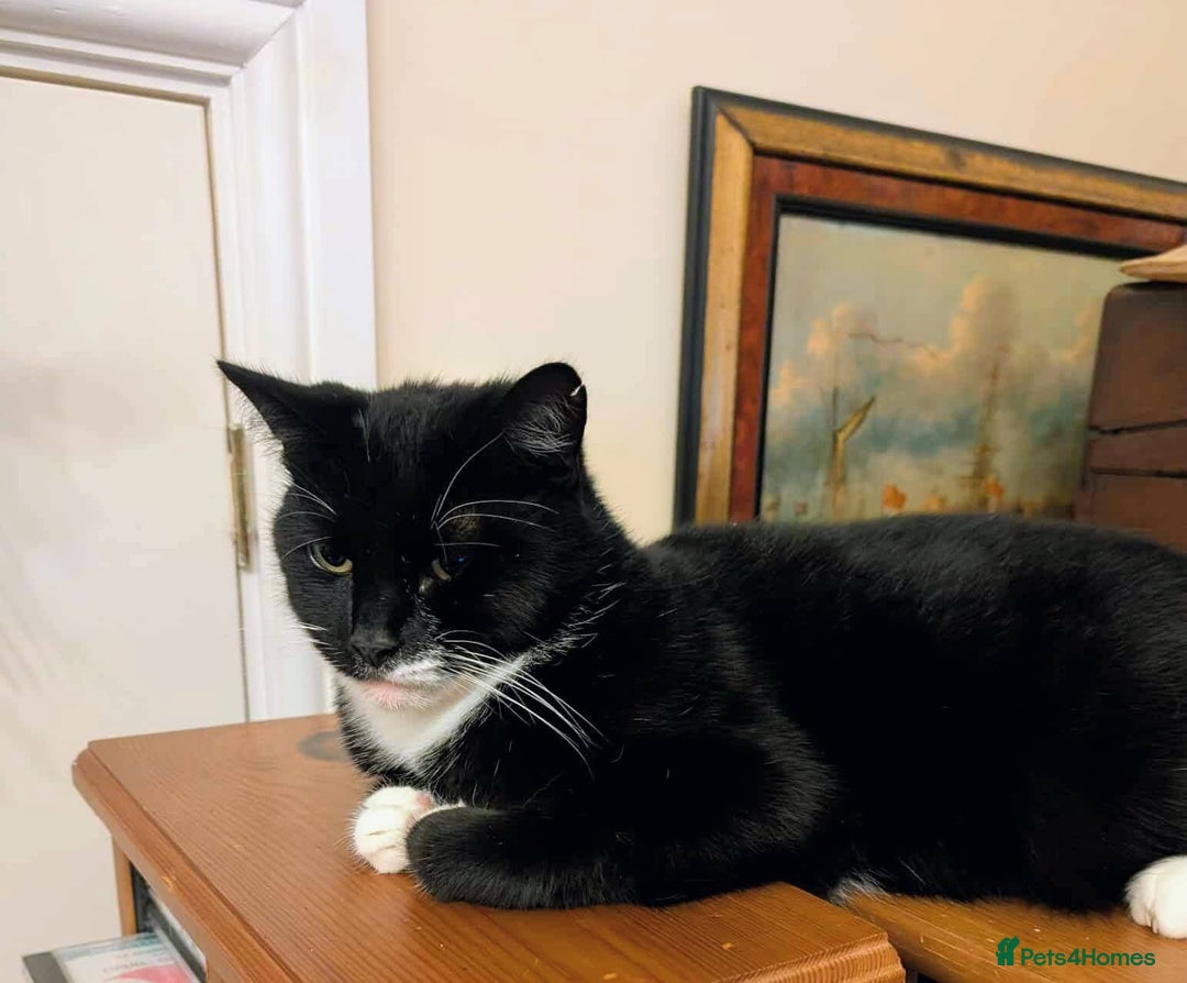 Mixed Breed cats for adoption: Meet Ninja - Advert 5