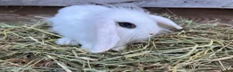 Mini Lop rabbits for sale: Gorgeous pure Mini lops and mini lion lops  - Advert 6