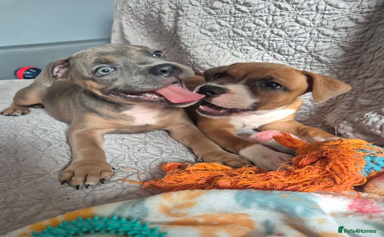 Staffordshire Bull Terrier dogs - Advert 1