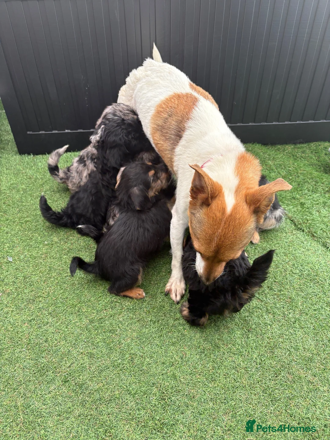 Jackapoo dogs for sale: Miniature Jackapoo Puppies - Advert 1