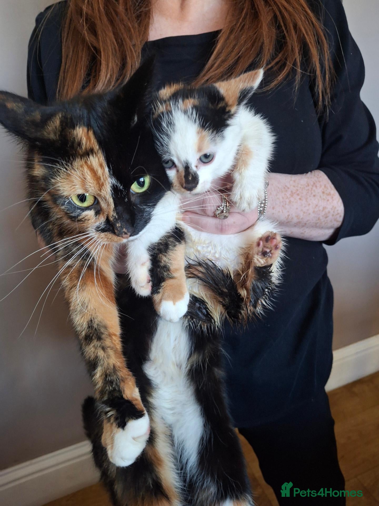 Mixed Breed cats Four little kittens  - Advert 3