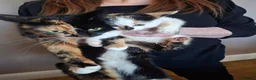 Mixed Breed cats for sale: Four little kittens  - Advert 1