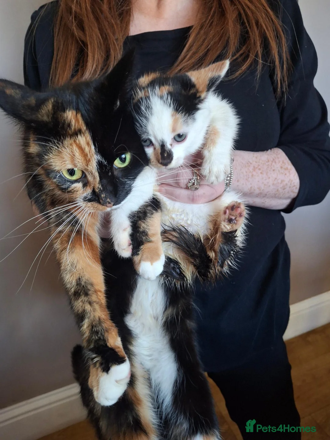 Mixed Breed cats for sale: Four little kittens  - Advert 1
