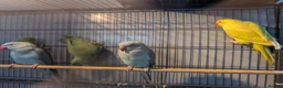 Ringnecks birds for sale: Indian Ringnecks Yellow and Green in Greenford - Advert 4