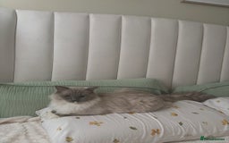 Ragdoll cats for sale: Breathtaking Poseidon - Image 3