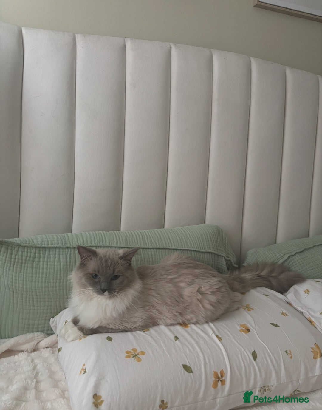 Ragdoll cats for sale: Breathtaking Poseidon - Image 3