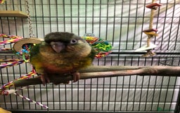 Conures birds for sale: Reggie the Conure - Image 5