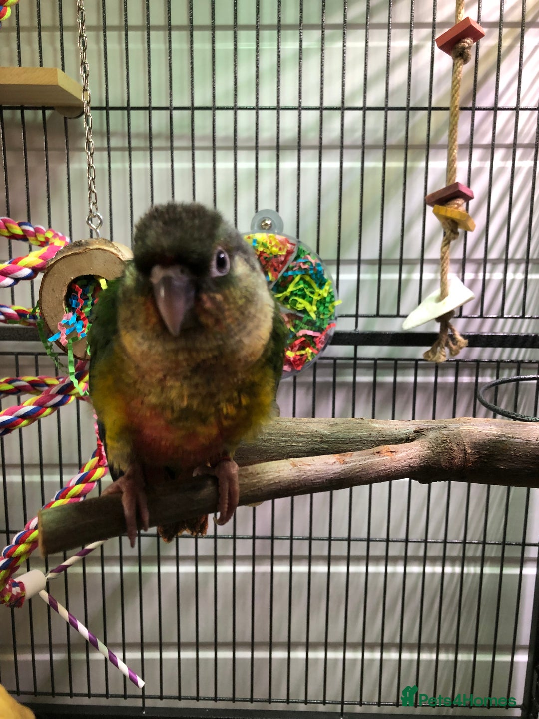 Conures birds for sale: Reggie the Conure - Image 5