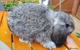 Mini Lop rabbits for sale: Spayed/neutered rabbits Vac RHD2 yurvac - Image 7