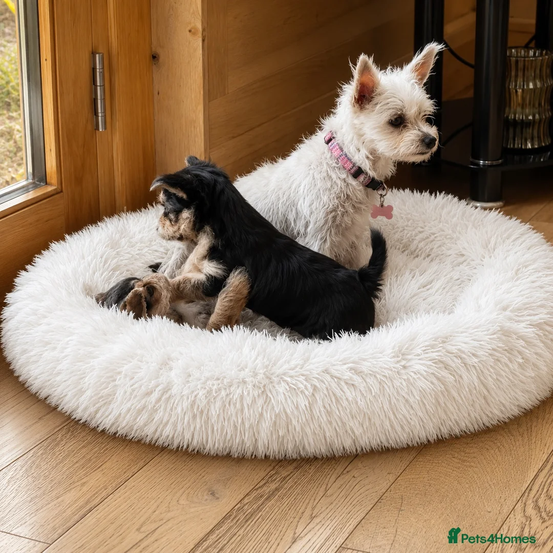Mixed Breed dogs for sale: 🐾 Beautiful Yorkshire Terrier Puppies   🐾 - Advert 18