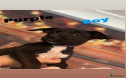 Mixed Breed dogs for sale: Mastiff collies  - Image 11
