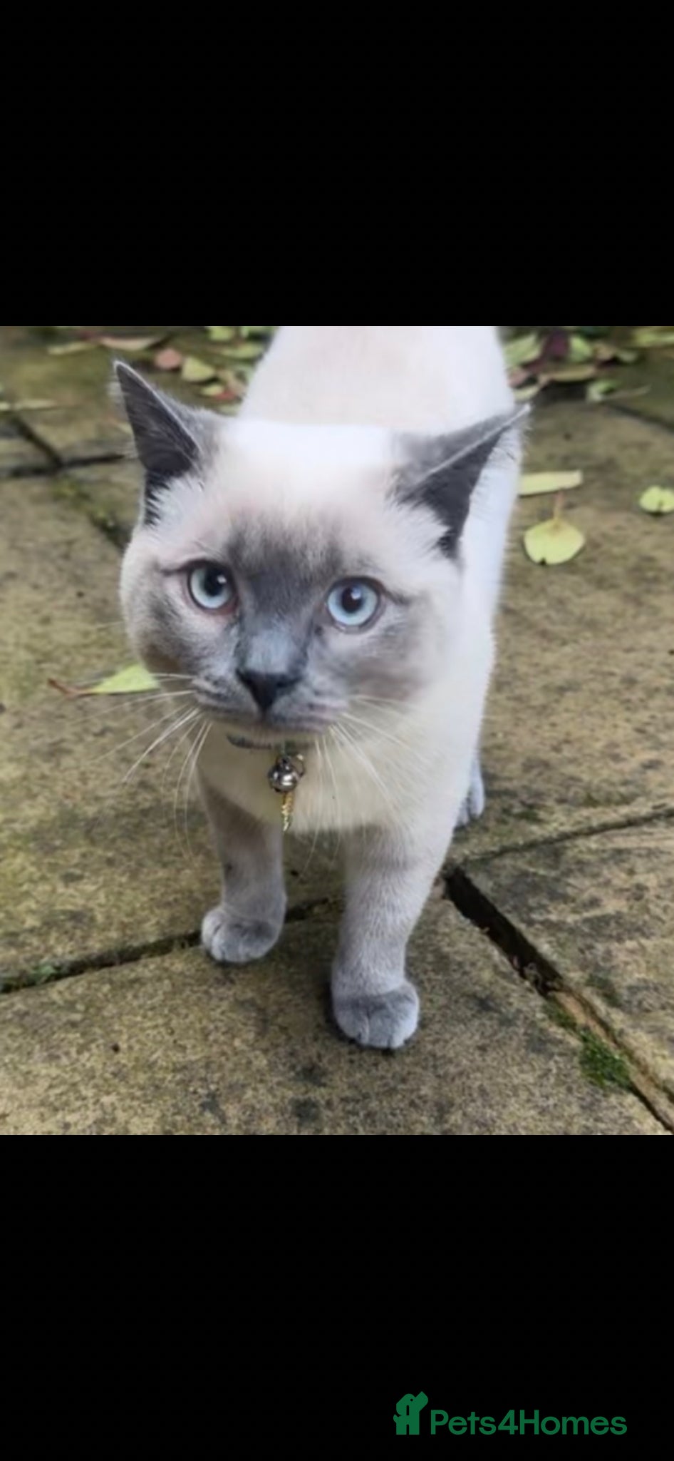 British Shorthair cats Enzo - Blue point British short hair MALE  - Advert 1