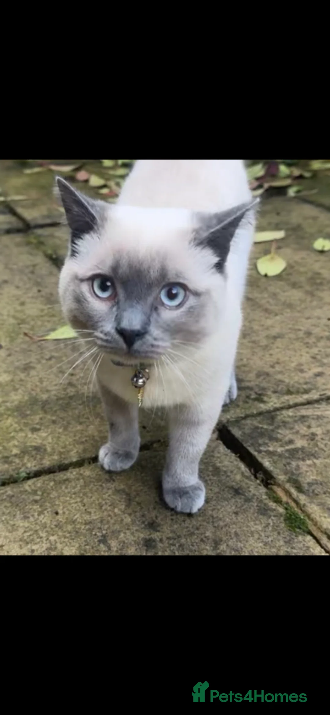 British Shorthair cats for sale: Enzo - Blue point British short hair MALE  in Brighouse - Advert 1