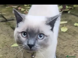 British Shorthair cats Enzo - Blue point British short hair MALE - Advert 1