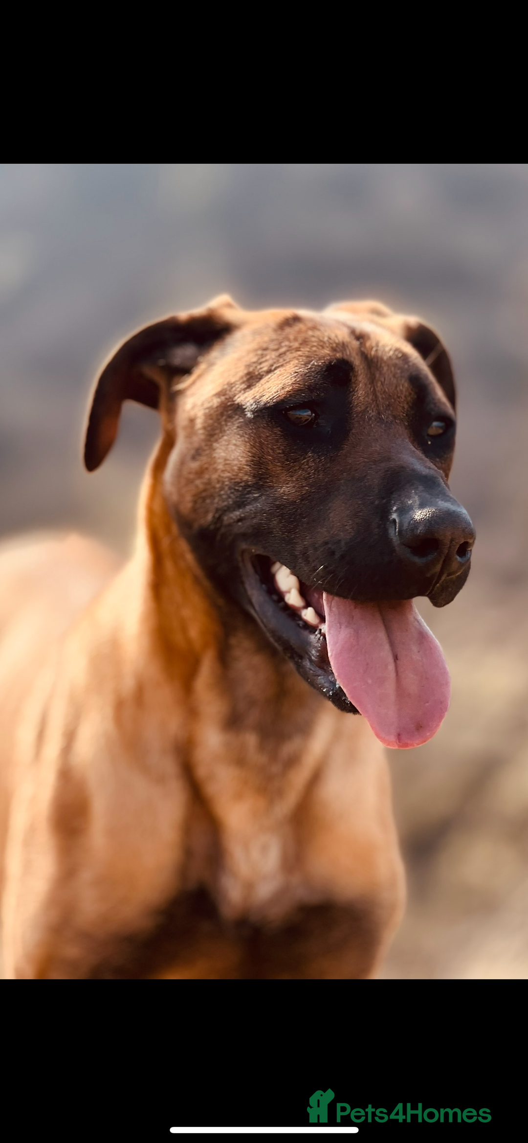 Rhodesian Ridgeback dogs for sale: Six Beautiful female Ridgeback puppies - Advert 2