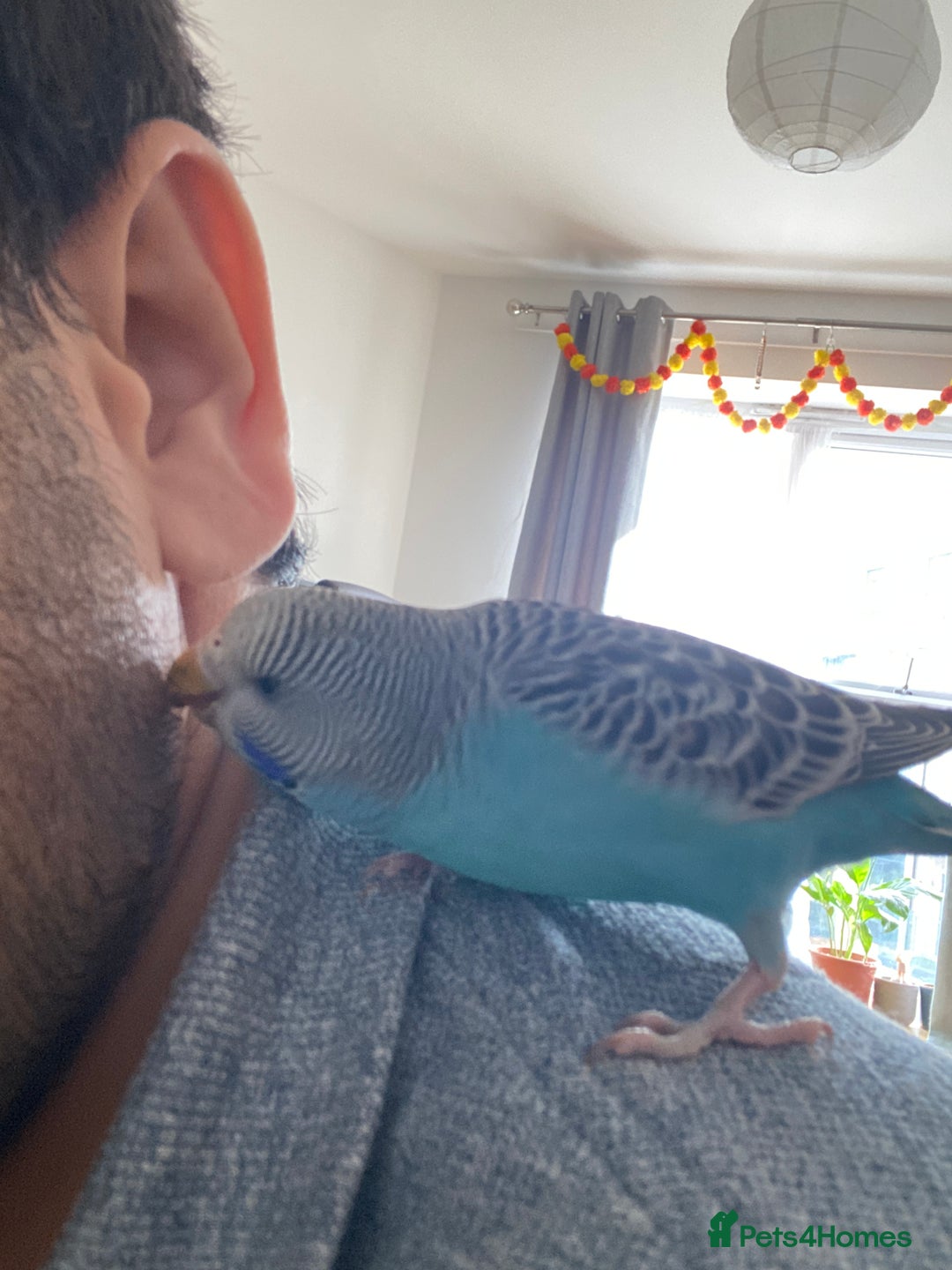 Budgerigars birds for sale: Cute tame budgie - Image 2