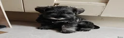 Miniature Schnauzer dogs for sale: KC reg Miniature Schnauzer puppies in Newry - Advert 6