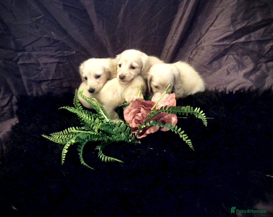 Miniature Dachshund dogs for sale: English Cream miniature dachshund  - Advert 23